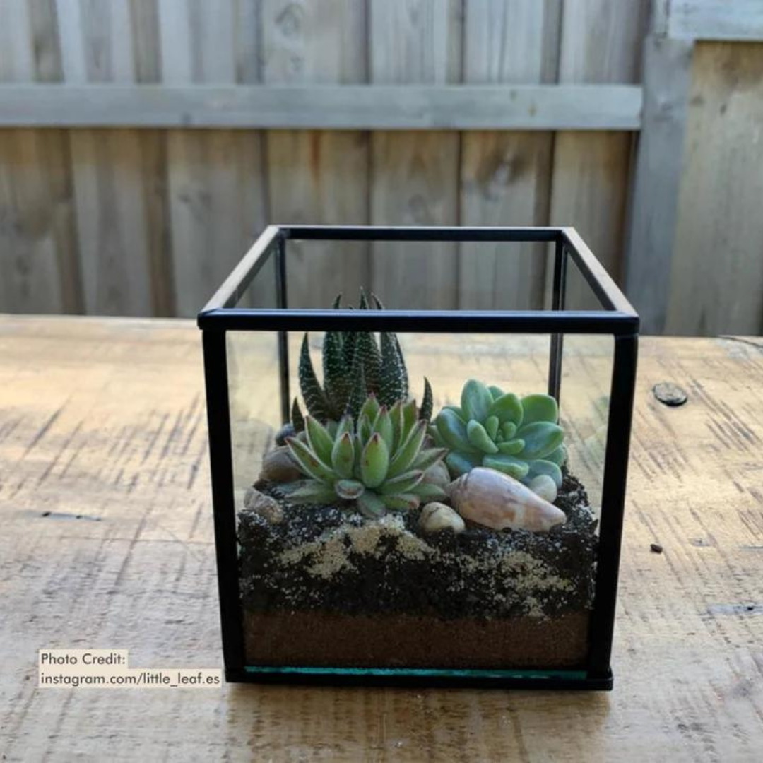 Terrarium Lid | Square